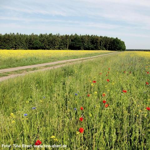 Eine breite, von einem Feldweg durchzogene Wiesenlandschaft erstreckt sich bis zu einem dichten Waldstreifen am Horizont. Rechts des Weges wachsen zahlreiche Wildblumen, darunter auffällig rote Mohnblüten, blaue Kornblumen und gelbe Blüten zwischen hohem Gras. Links des Weges blüht ein großflächiges gelbes Feld, vermutlich Raps. Der Himmel ist leicht bewölkt, die Szenerie wirkt sonnig und ruhig.