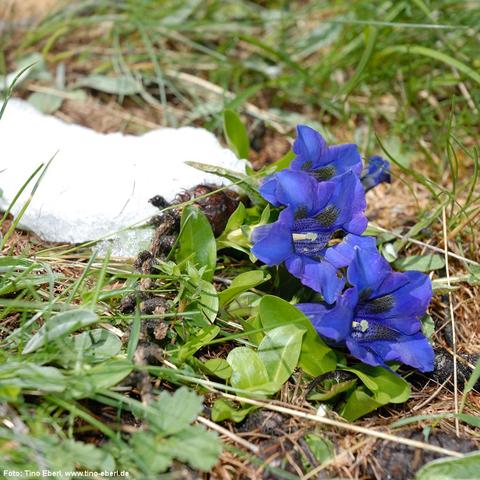 Mehrere intensiv blaue, trichterförmige Blüten mit dunkler Musterung im Inneren wachsen bodennah zwischen grünen, glänzenden Blättern. Die Pflanze befindet sich auf einem grasbewachsenen Untergrund mit trockenen Nadeln und vereinzelten Pflanzenresten. Links im Bild liegt ein kleiner, teils geschmolzener Schneerest. Die Szene wirkt kontrastreich zwischen Frühjahrsblüte und winterlichen Überresten.