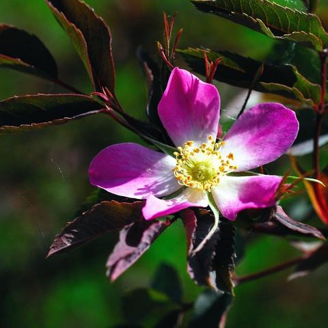 Eine offene Blüte mit fünf kräftig pinkfarbenen Blütenblättern, die zur Mitte hin heller werden, steht im Mittelpunkt des Bildes. Im Zentrum befinden sich zahlreiche gelbe Staubblätter rund um einen hellgrünen Fruchtknoten. Die umgebenden Blätter sind dunkelgrün bis rötlich gefärbt und leicht gezähnt. Der Hintergrund ist grün und unscharf.
