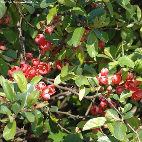 Zwischen dichten, glänzend grünen Blättern wachsen zahlreiche leuchtend rote Blüten an einem verzweigten Strauch. Die Blüten sind becherförmig mit mehreren runden Blütenblättern und gelblichen Staubblättern im Inneren. Einige Blüten sind bereits geöffnet, andere noch in Knospenform. Die Zweige sind teils kahl und verlaufen unregelmäßig durch das dichte Laubwerk.