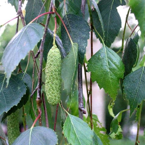 Ein länglicher, grüner Fruchtstand hängt zwischen dünnen, rötlich-braunen Zweigen und zahlreichen grün glänzenden Blättern. Die Blätter sind leicht gezackt, haben eine spitz zulaufende Form und eine deutlich sichtbare Blattaderung. Der Fruchtstand besteht aus vielen kleinen, dicht gedrängten Einzelelementen. 
