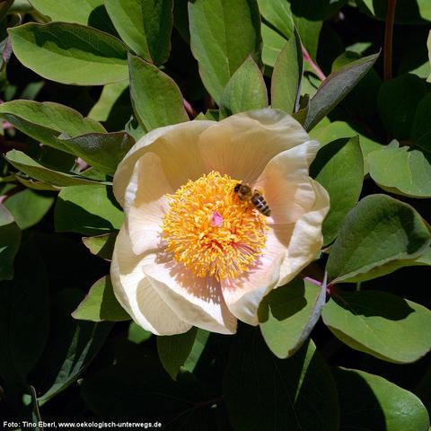 Eine große cremefarbene Blüte mit zarten, leicht gewellten Blütenblättern ist mittig geöffnet. Im Zentrum befindet sich ein dichter Kranz leuchtend gelber Staubblätter mit einem kleinen rosa Fruchtknoten. Eine Biene sitzt auf den Staubblättern und sammelt Pollen. Umgeben ist die Blüte von dunkelgrünen, länglichen Blättern mit glatter Oberfläche.