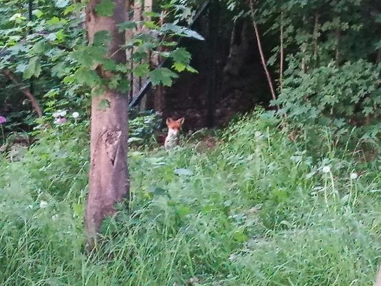 Ein Fuchs sitzt im hohen Gras am Rand eines dichten Waldes. Sein rötlich-braunes Fell hebt sich deutlich vom satten Grün der Umgebung ab. Der Kopf ist aufrecht, die spitzen Ohren sind aufmerksam nach oben gerichtet. Brust und Schnauze wirken heller, fast weißlich. Vor ihm erstreckt sich eine Fläche aus wild gewachsenem Gras und niedrigen Pflanzen. Links steht ein schlanker Baumstamm mit glatter Rinde, darüber breiten sich grüne Blätter aus. Im Hintergrund verdichten sich dunkle Baumstämme und d…