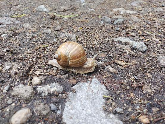Eine große Schnecke kriecht über einen unbefestigten Boden aus Erde, kleinen Steinen und vereinzelten trockenen Pflanzenresten. Ihr rundes, spiralförmiges Gehäuse ist braun mit helleren Streifen und wirkt glatt und leicht glänzend. Der weiche Körper darunter ist beige und zeigt eine feine, netzartige Struktur. Zwei lange Fühler ragen nach vorne, während sich der Körper flach über den Untergrund schiebt. Um sie herum liegen verstreut Kieselsteine, kleine Äste und helle Flecken im Sand. Die Persp…