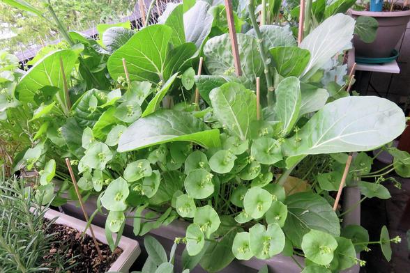 Mehrere kräftige grüne Pak Choi wachsen dicht beieinander in rechteckigen Pflanzkästen. Die Blätter sind breit, oval und glatt mit deutlich sichtbaren hellen Blattadern. Die Stiele sind dick und hellgrün bis weißlich und gehen direkt aus der dunklen Erde hervor. Einige Blätter stehen aufrecht, andere neigen sich leicht nach außen. Zwischen den Kästen ist Winterportulak zu sehen. Die Szene wirkt wie ein bepflanzter Balkon oder eine Terrasse mit gesunden, gut entwickelten Gemüsepflanzen.