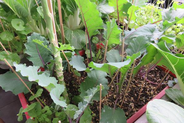 Verschiedene Kohlrabi wachsen dicht in einem rechteckigen Balkonkasten mit dunkler Erde. Die Blätter sind unterschiedlich geformt: einige breit und glatt mit hellen Blattadern, andere schmaler und leicht gekräuselt. Mehrere Stängel zeigen einen rötlich-violetten Farbton, der sich in den Blattadern fortsetzt. Dünne Holzstäbe stehen als Stützen zwischen den Pflanzen. Ein kräftiger, heller Hauptstängel mit kleinen Blattansätzen ragt in der Mitte empor. Im Hintergrund sind weitere bepflanzte Kästen…