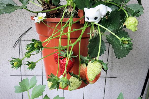 Eine Erdbeerpflanze wächst in einem orangefarbenen Hängetopf vor einer hellen Wand. Mehrere lange, grüne Triebe hängen über den Rand. Daran befinden sich Erdbeeren in unterschiedlichen Reifestadien: einige sind noch klein und grün, andere werden bereits hellrot, und zwei Früchte sind kräftig rot und glänzend. Kleine gelbe Samen sind deutlich auf der Oberfläche zu erkennen. Zwischen den Blättern blüht eine weiße Erdbeerblüte mit gelber Mitte. Am Rand des Topfes sitzt eine kleine weiße Katzenfigu…
