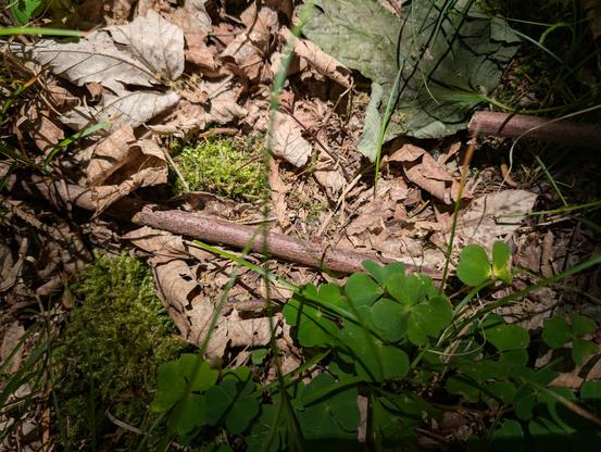 **ALT Text:**

A top-down, close-up shot of a forest floor covered in organic matter. Sunlight filters through patches, illuminating dry, brown fallen leaves, small twigs, and a thicker reddish-brown branch lying horizontally across the center. Vibrant green moss grows in patches among the debris, and a cluster of bright green clover leaves occupies the bottom right foreground. Thin blades of grass cut across the frame, creating a layered, textured view of the woodland soil.