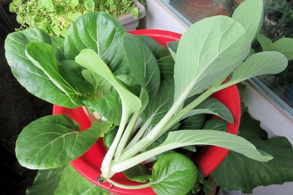 Eine roter Kunststoffschüssel ist gefüllt mit frisch geernteten, grünen Pak Choi Blättern. Die Blätter sind oval bis länglich, glatt und kräftig grün mit deutlich sichtbaren, hellen Blattadern. Die dicken, hellen Stiele laufen unten zusammen und zeigen noch kleine Wurzelreste. Einige Blätter liegen übereinander, andere ragen locker nach außen. Im Hintergrund stehen weitere bepflanzte Kästen mit rundlichen grünen Blättern. Rechts ist eine Glasscheibe zu sehen, die das Licht reflektiert.