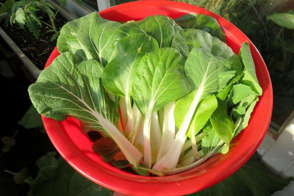 Eine rote Kunststoffschüssel ist randvoll mit frisch geernteten, grünen Pak Choi Blättern gefüllt. Die Blätter sind breit, glatt und kräftig grün mit hellen, deutlich hervortretenden Blattadern. Die dicken, hellen Stiele laufen unten zusammen und zeigen teils zarte rosafarbene Ansätze. Sonnenlicht fällt schräg auf die Blätter und erzeugt helle Glanzstellen sowie weiche Schatten.
