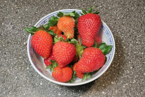Eine kleine Schale mit blauem Randmuster steht auf einer grauen, leicht gesprenkelten Oberfläche. In der Schale liegen mehrere Erdbeeren dicht beieinander. Die Früchte sind überwiegend kräftig rot und glänzend, mit vielen kleinen gelblichen Samen auf der Oberfläche. Einige Erdbeeren sind noch teilweise heller gefärbt. Die grünen Kelchblätter sitzen frisch und saftig an den Früchten. Die Erdbeeren wirken prall und reif, unterschiedlich groß und leicht unregelmäßig geformt.