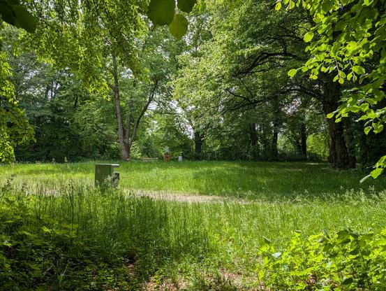 An eye-level, wide shot of a lush, sun-dappled grassy clearing surrounded by dense green trees. In the foreground, tall, un-mowed grass and leafy vegetation frame the view, with a grey utility box or trash receptacle standing on the left side. Sunlight filters through the overhead canopy, creating patches of bright light and soft shadows across the field. In the distant background, a small wooden bench and a red lifebuoy ring on a post are visible near the tree line, suggesting a body of water …