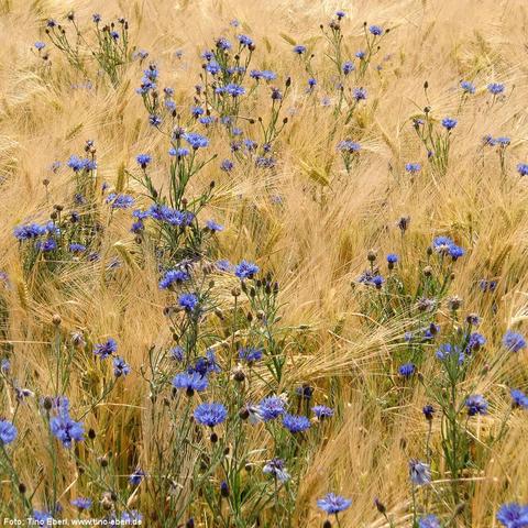 Leuchtend blaue Kornblumen wachsen vereinzelt und in kleinen Gruppen zwischen reifen, goldgelben Getreidehalmen. Die Kornblumen stehen auf dünnen, grünen Stängeln und heben sich deutlich vom dichten, wogenden Feldhintergrund ab. Die Szene wirkt sommerlich und ruhig.