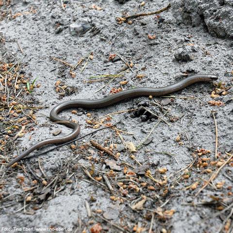 Schlanke Blindschleiche windet sich über hellgrauen, feinkörnigen Sandboden. Glatte, leicht glänzende Schuppen in Braun- und Grautönen, Kopf kaum vom Rumpf abgesetzt, mit kleinen, dunklen Augen. Boden ist übersät mit verstreuten Pflanzenteilen – trockenen Blättern, winzigen Samenständen, Nadeln und dünnen Zweigen – sowie vereinzelten Grashalmen. Sanfte Schatten akzentuieren die geschwungenen Körperkonturen. Ruhige, ungestörte Naturaufnahme.