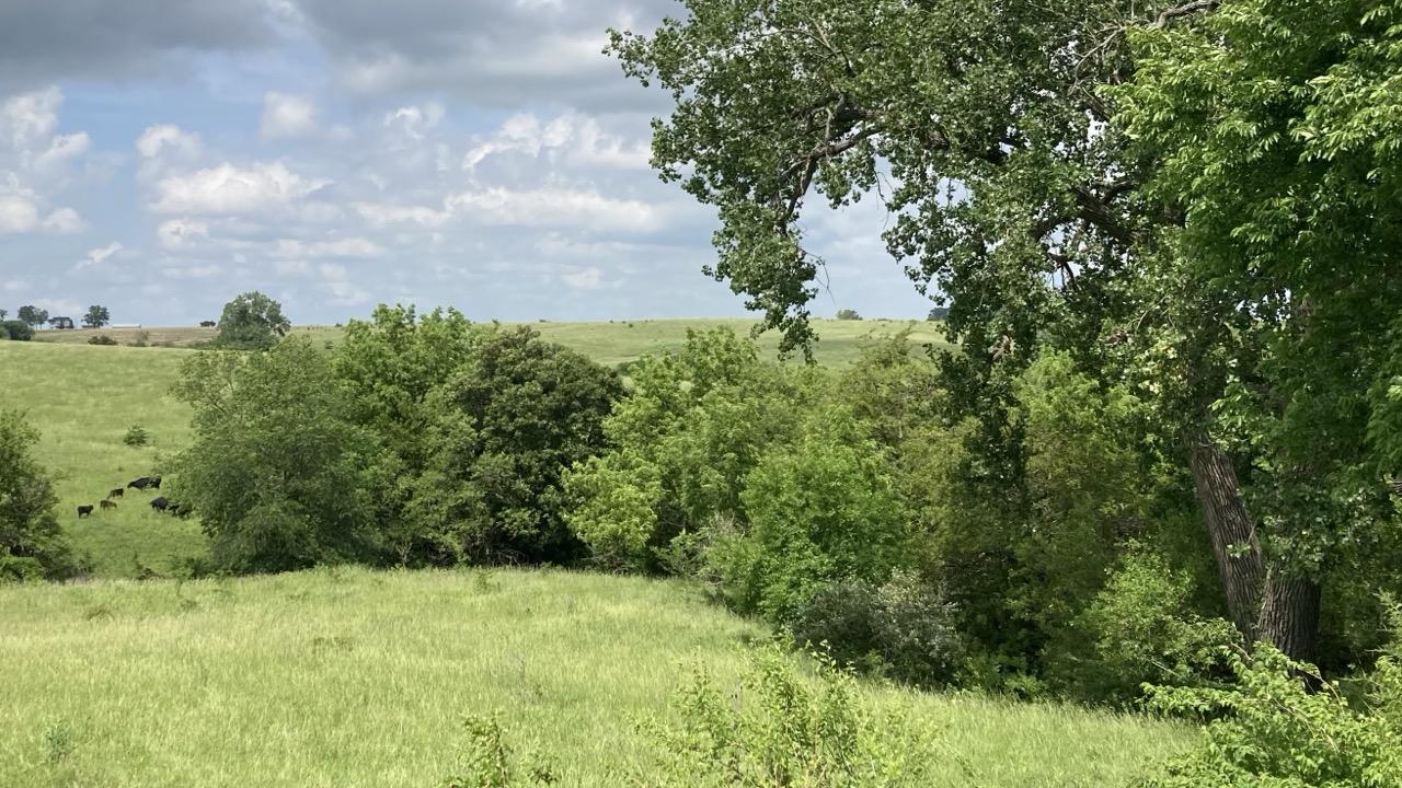 The corner of a pasture is separated from the rest of the field by a curved line of small trees (that mark the edge of a deep gully). Several cow-calf pairs are visible through a gap in the trees.   On the right is a large cottonwood tree.  Its upper branches are curled down in a graceful arc.  Lots of friendly little clouds in the blue sky.