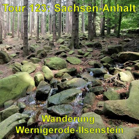 Ein Wald mit dicht stehenden Bäumen und einem Boden, der mit großen, moosbedeckten Felsbrocken übersät ist. Eine kleine Quelle windet sich durch die Felsen und plätschert über die Steine. Die Bäume lassen etwas Licht durch, das auf die Steine und das Wasser fällt.