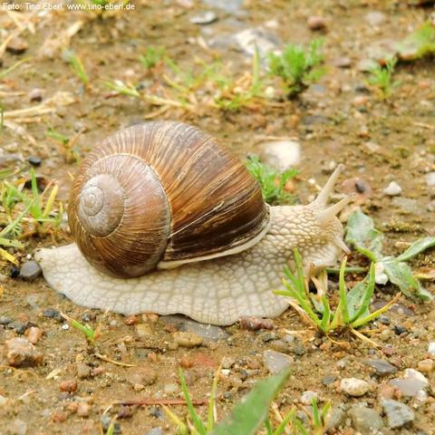 Große Schnecke mit braunem, spiralförmigem Gehäuse kriecht über einen feuchten, steinigen Boden mit kleinen Pflanzen. Der weiche, hellgraue Körper ist gestreckt, die beiden langen Fühler sind nach vorne gerichtet. Das Gehäuse ist deutlich strukturiert und wirkt leicht glänzend.