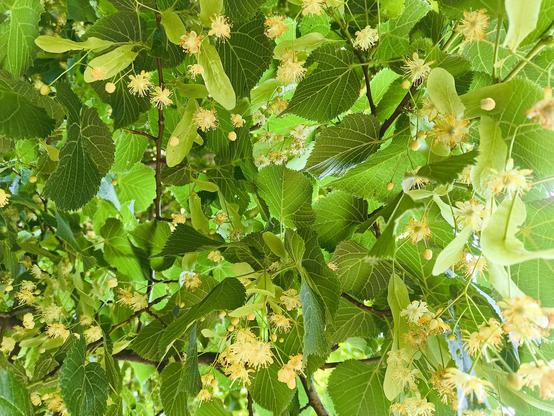 Lindenblüte am Baum von unten.