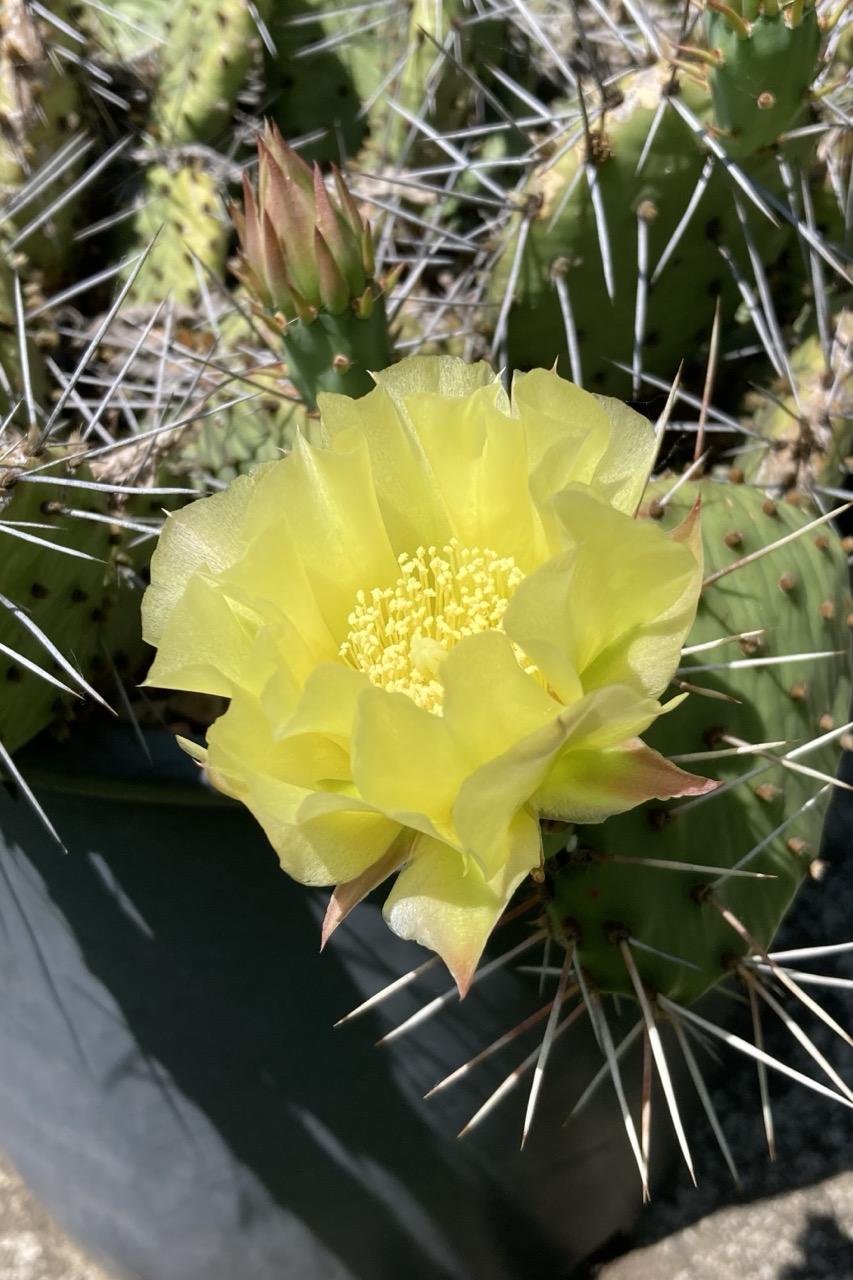 A large, bright-yellow flower with frilly petals.  All around the flower are green pads with large spines that are bright white in the strong sunlight.
