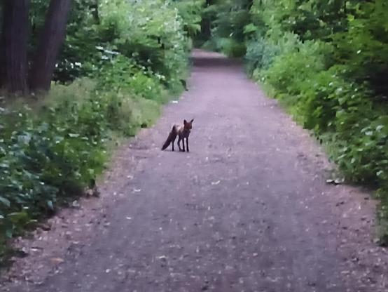Fuchs auf dem Waldweg