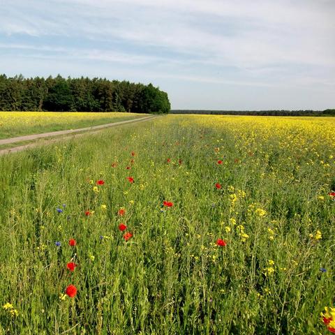 Ein Feldweg verläuft durch eine weitläufige, blühende Landschaft. Links und rechts des Weges erstrecken sich gelb blühende Rapsfelder, durchmischt mit Wildblumen wie rotem Mohn und blauen Kornblumen im Vordergrund. Die Felder reichen bis zum Horizont, wo ein dichter, dunkler Nadelwald beginnt. Der Himmel ist leicht bewölkt und hell, das Sonnenlicht erhellt die Szene gleichmäßig.