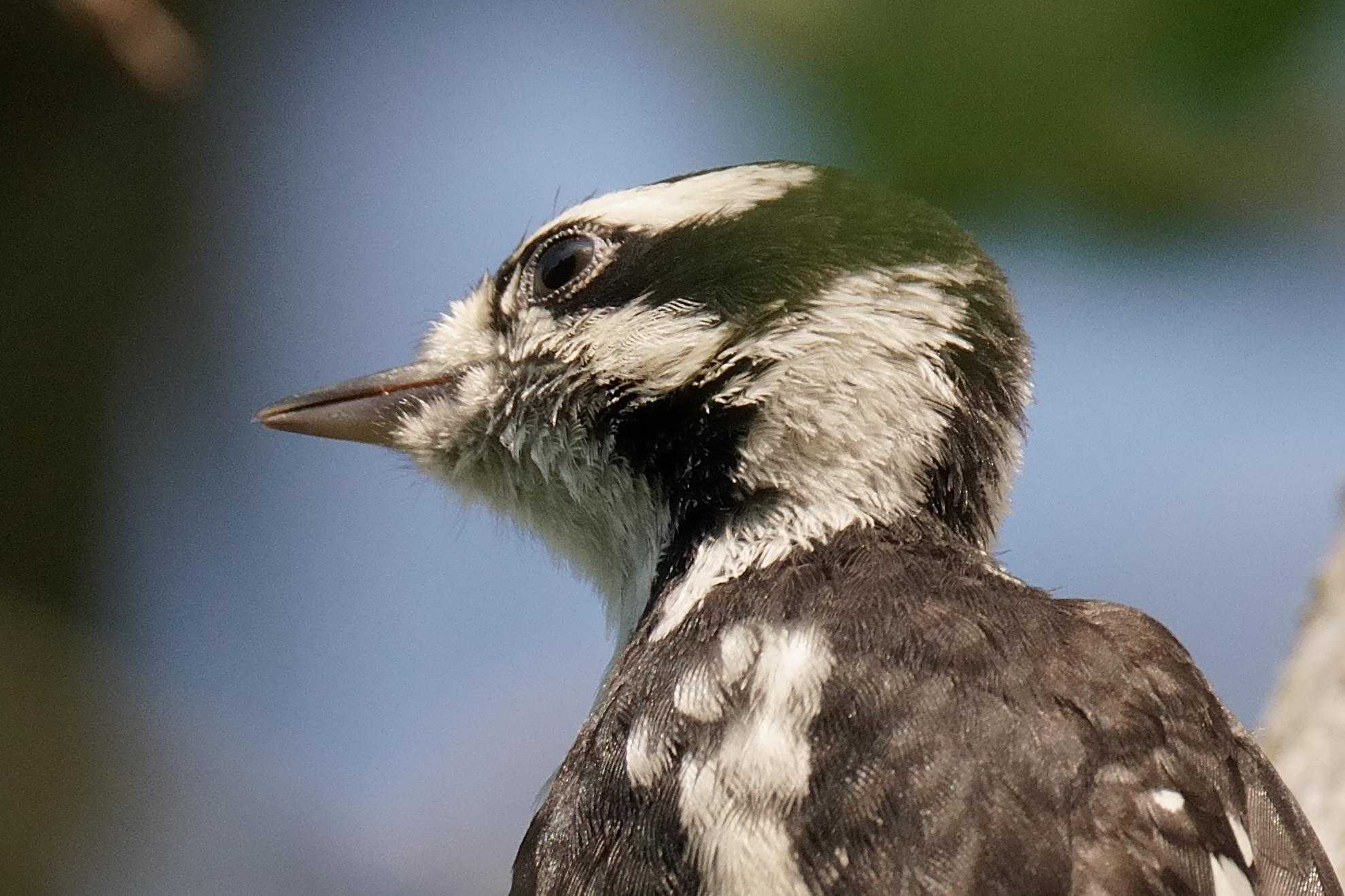 A bust of a Downy Woodpecker looks to the right against a patch of blue sky.
