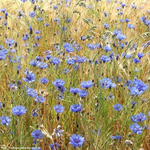 Dichte Wiese mit zahlreichen blauen Kornblumen, die zwischen hohen, reifen Getreidehalmen wachsen. Die Blüten stehen auf langen, schlanken Stängeln und leuchten kräftig im Kontrast zum goldgelben Hintergrund des Getreides. Einige Grashalme und Knospen sind ebenfalls zu sehen.