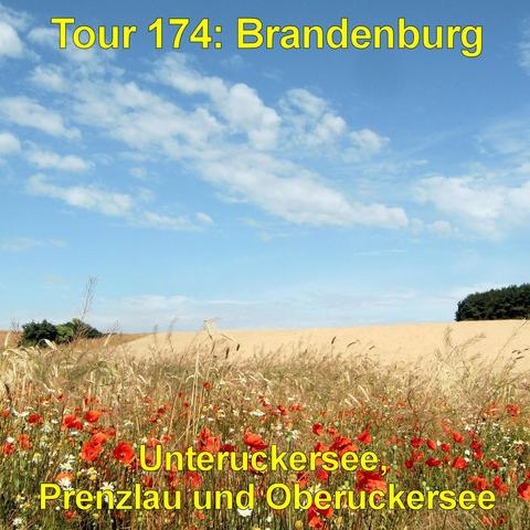 Weites Feld mit goldgelbem Getreide unter einem hellblauen Himmel mit lockeren, weißen Wolken. Im Vordergrund wächst eine bunte Blumenwiese mit zahlreichen roten Mohnblumen und kleinen weißen Blüten zwischen hohen Gräsern. Die Halme wiegen sich leicht und bilden einen dichten, natürlichen Saum vor dem Feld. Am Horizont verläuft eine sanfte Geländekante, rechts schließt ein dunkler Baumstreifen die Landschaft ab. Die Szene wirkt offen, sonnig und ländlich geprägt.