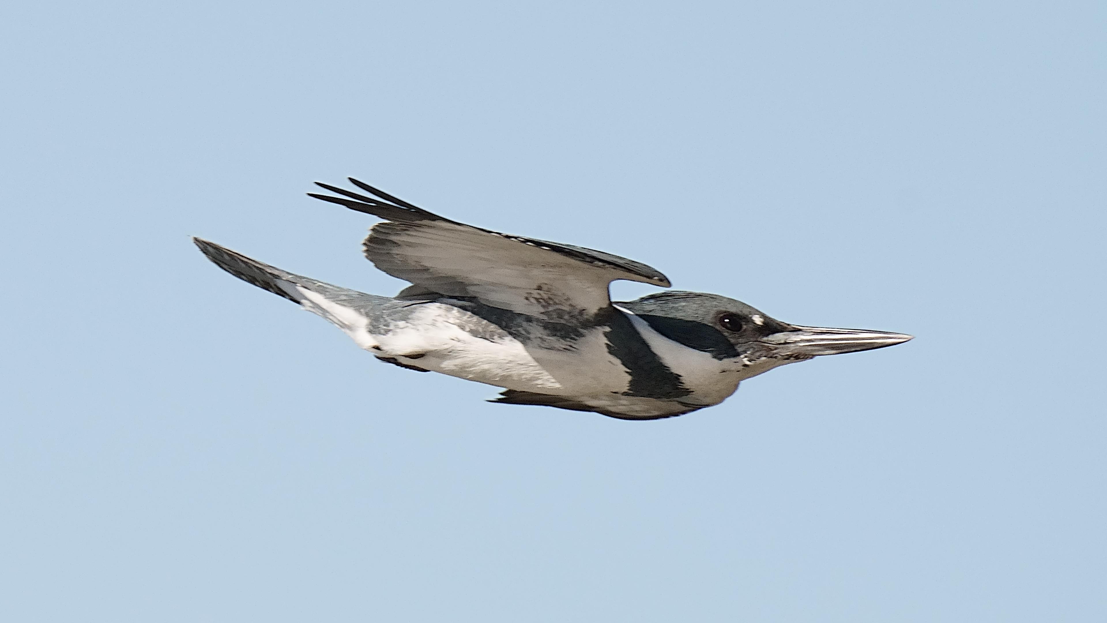 A male Belted Kingfisher soars from left to right against a clear blue sky.