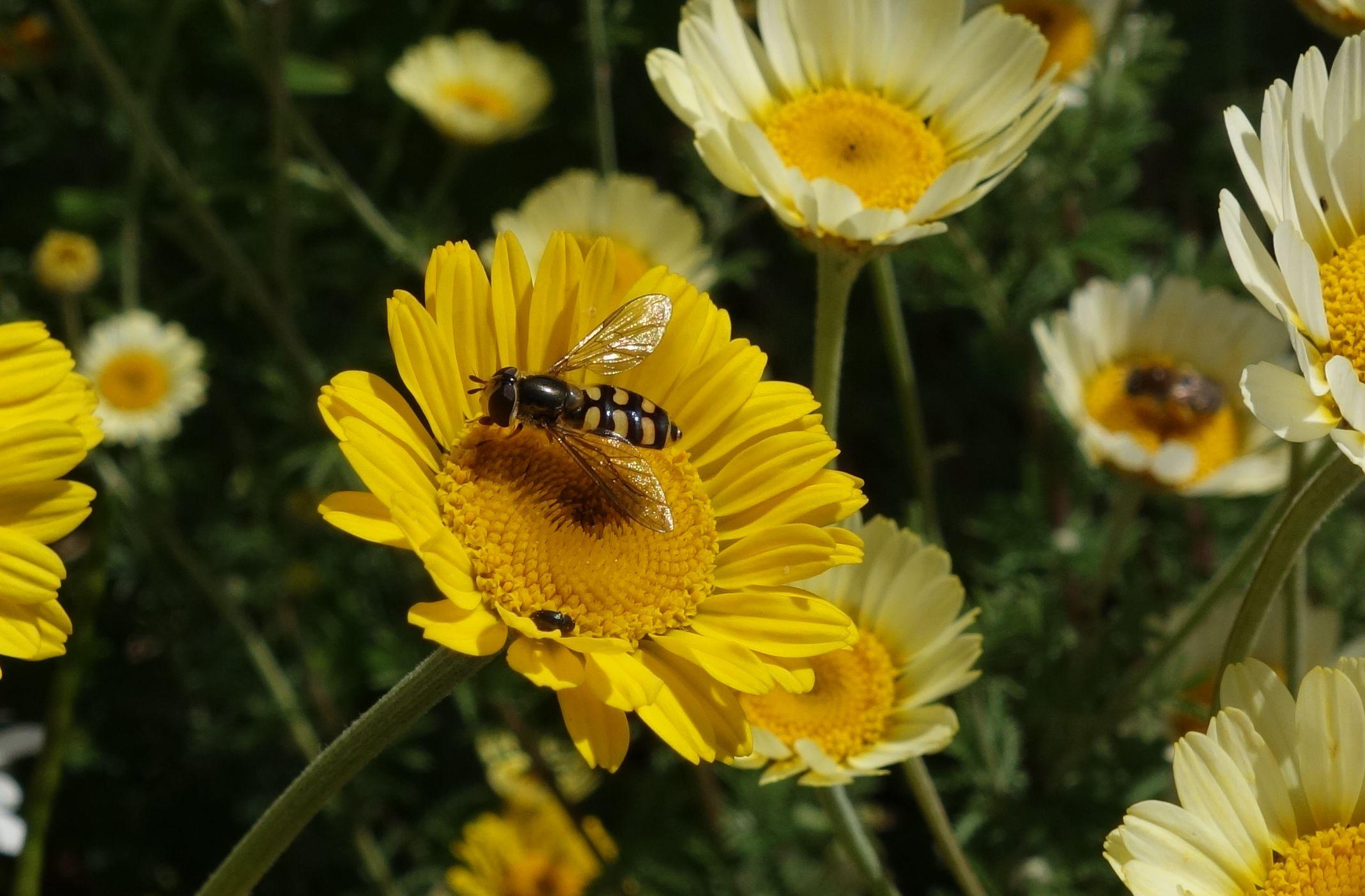 A hoverfly on an Anthemis tinctoria flower