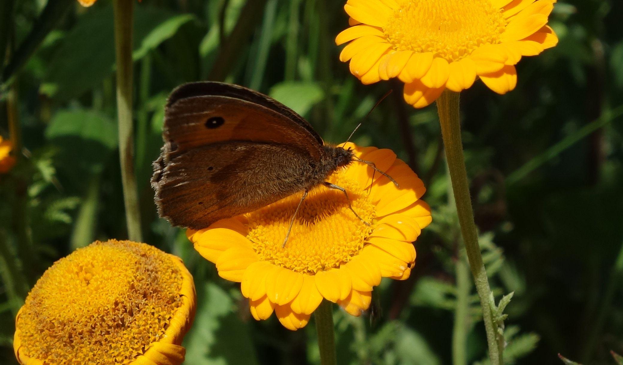Meadow Brown butterfly