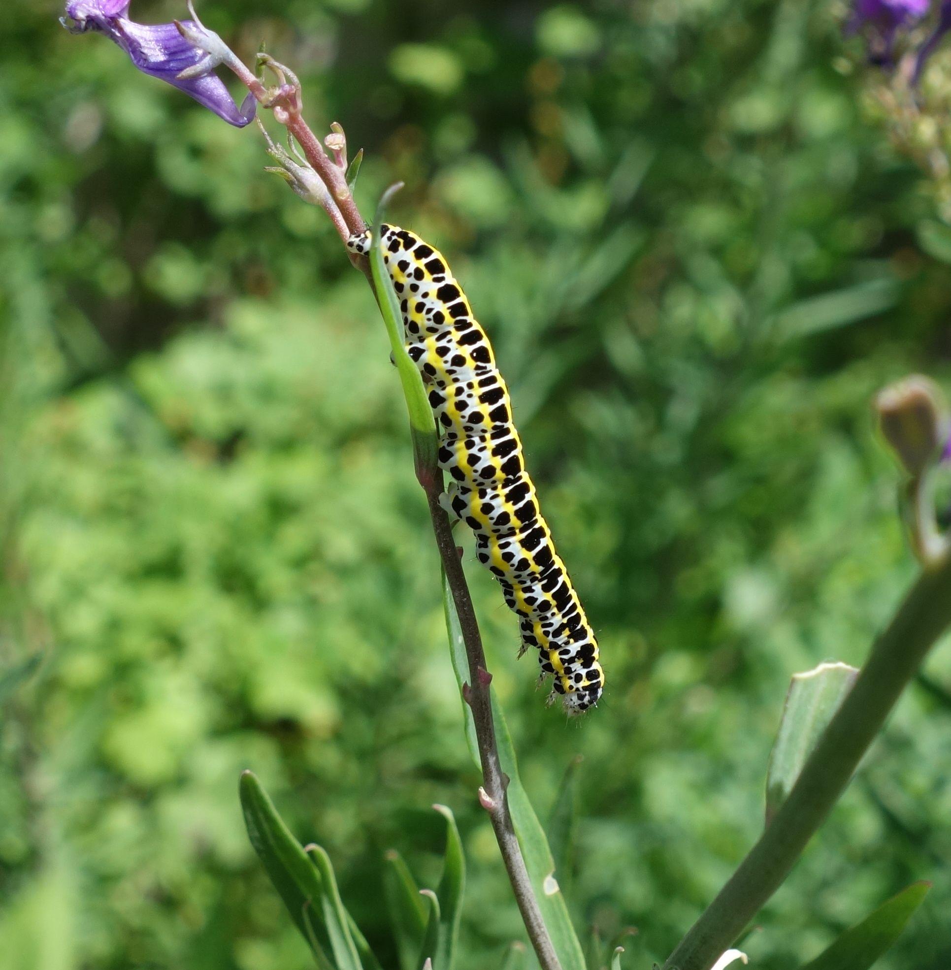 Toadflax Brocade moth caterpillar