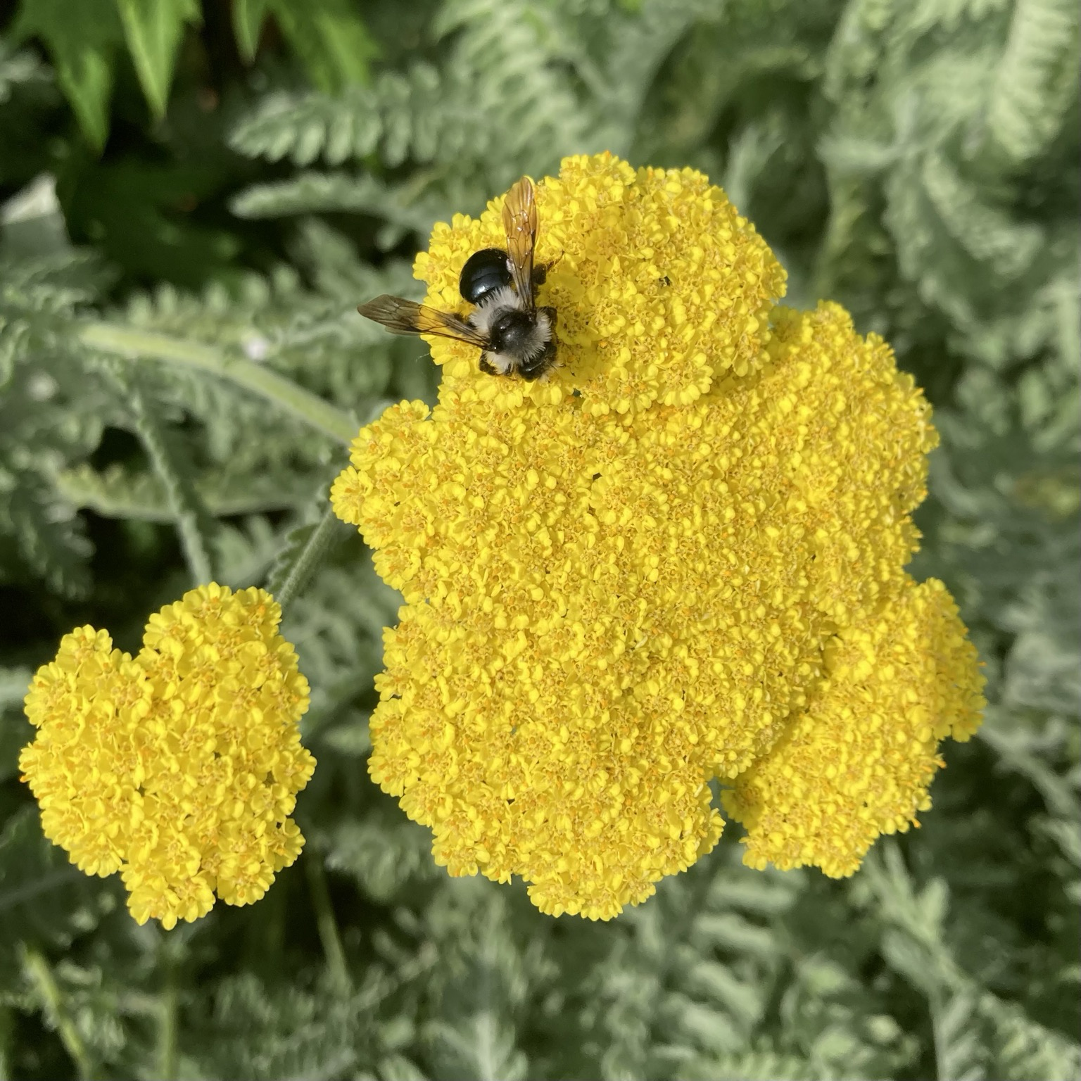 A close up photo of a bright yellow flower head of Achillea ‘Moonshine’, Yarrow. In the background is the grey green, feathery foliage of the plant. On the flower is a small black and grey bee which my phone identifies as an ashy mining bee.