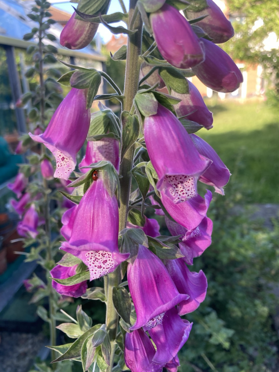 Close up photo of a foxglove flower stem. There are a lot of bell shaped pink flowers, almost all open. At the top of one flower tucked under a leaf is a small red and black ladybird.