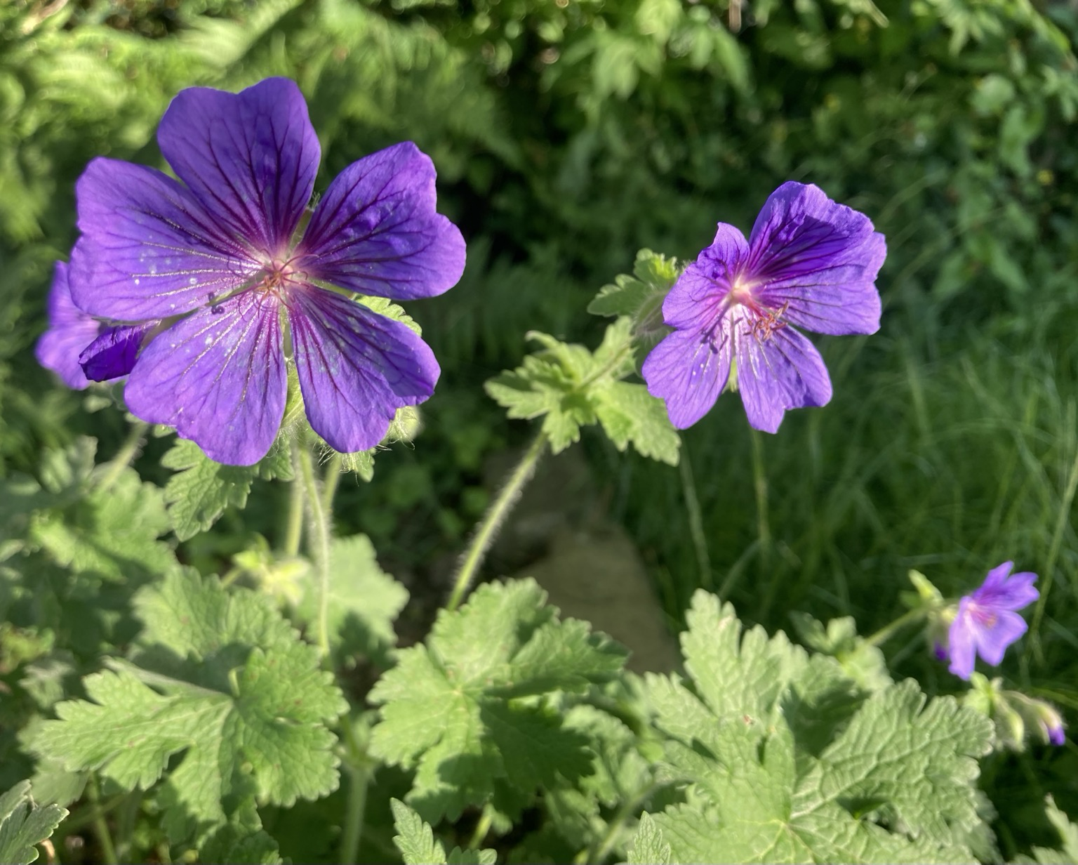 Photo of purple-blue broad petaled geraniums in the evening sun. The light accentuates the dark purple veins on the flower petals. The background is green with foliage and grass.