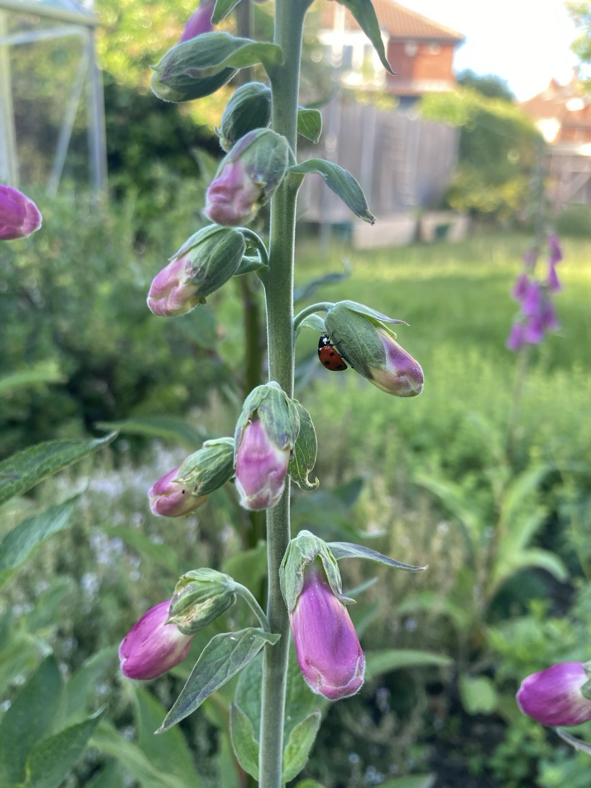 Another close up of a foxglove flower stem. On this plant the flowers are more spread out and haven’t fully opened yet. There is a ladybird on the outside leaves of one of the flowers.