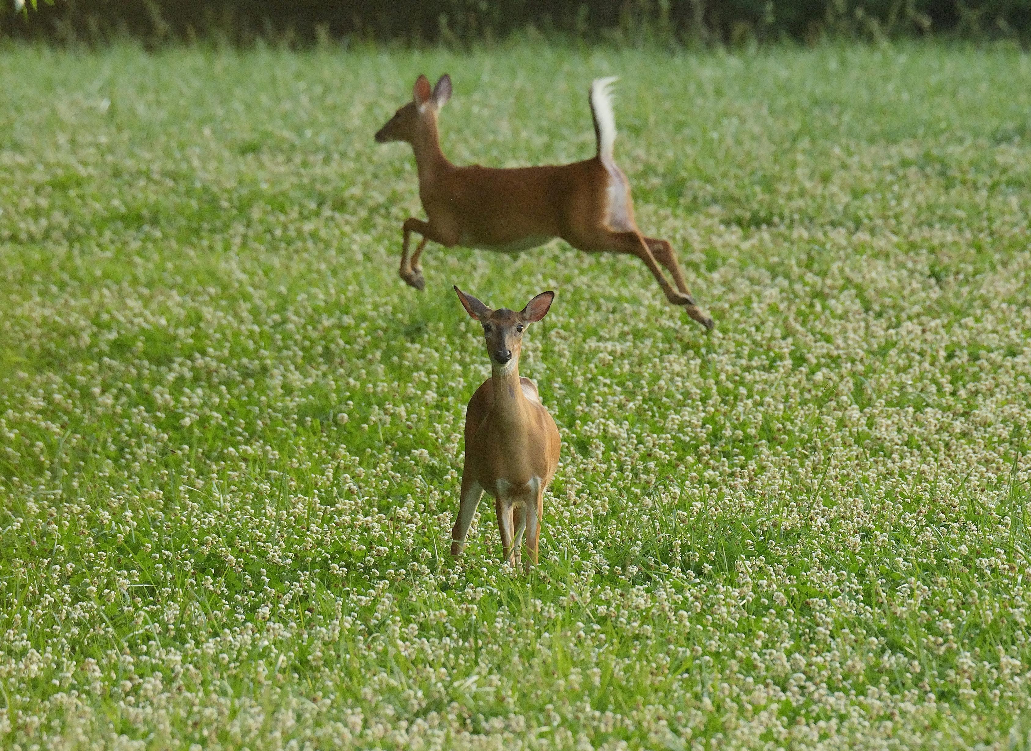 From a clover field, a White-tailed doe faces the viewer while another appears to jump entirely over it.