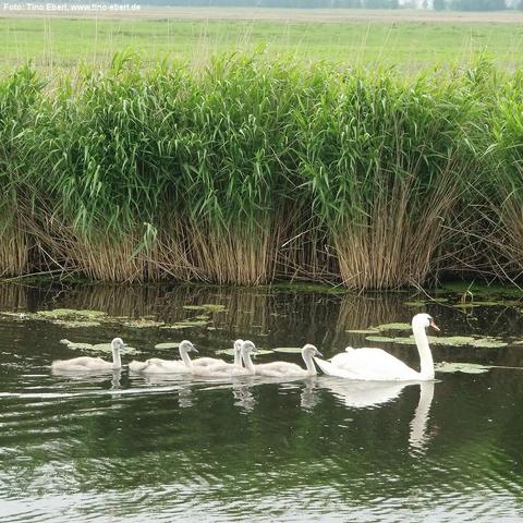 Ein weißer Schwan schwimmt in einem ruhigen Gewässer voran, gefolgt von sechs grauen, flauschigen Jungvögeln in einer Reihe. Das Wasser ist dunkel und spiegelt die Tiere sowie den angrenzenden dichten Schilfgürtel. Auf der Wasseroberfläche treiben vereinzelte grüne Seerosenblätter. Im Hintergrund erstreckt sich eine weite, grüne Wiesenlandschaft unter einem wolkigen Himmel.
