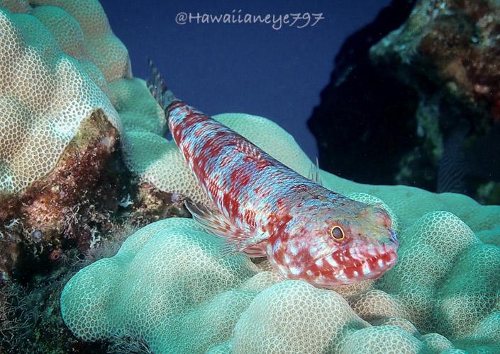 An orange and white speckled fish pauses on smooth hard coral at an ocean reef. The fish is mostly cylindrical tapering to a point at its tail. Its head is broad with eyes sitting at the front and top of its head.