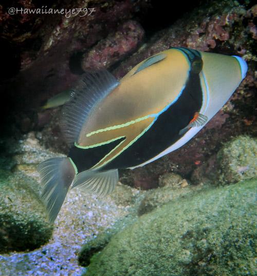 A tan fish marked with a black mask and broad diagonal stripe down its sides swimming over an ocean reef. It also has light blue lips and yellow and black markings at the base of its tail and rear third. 