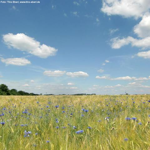 Weites Getreidefeld unter blauem Himmel mit einzelnen weißen Wolken. Im Vordergrund wachsen zwischen den Halmen zahlreiche blau-violette Wildblumen. Am Horizont sind Baumreihen und ein hoher Mast oder Turm erkennbar.