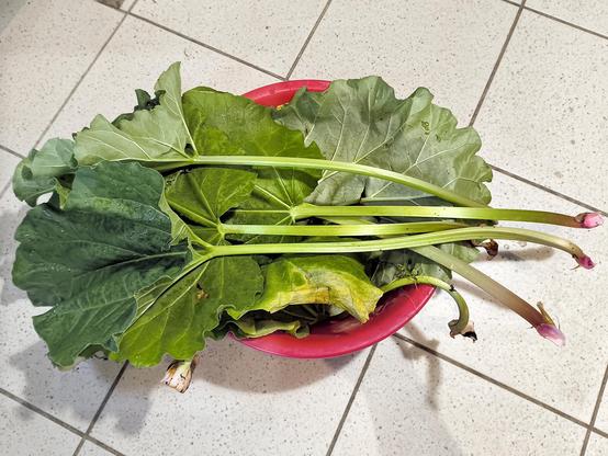 Rhabarberernte: Eine rote Schüssel steht auf hellen Bodenfliesen und ist mit frisch geernteten Rhabarberstangen gefüllt. Die langen grünlichen Stiele ragen nach rechts heraus, an ihren Enden sind rosa Ansätze zu sehen. Große grüne Blätter bedecken die Schüssel, einige wirken welk oder leicht beschädigt.
