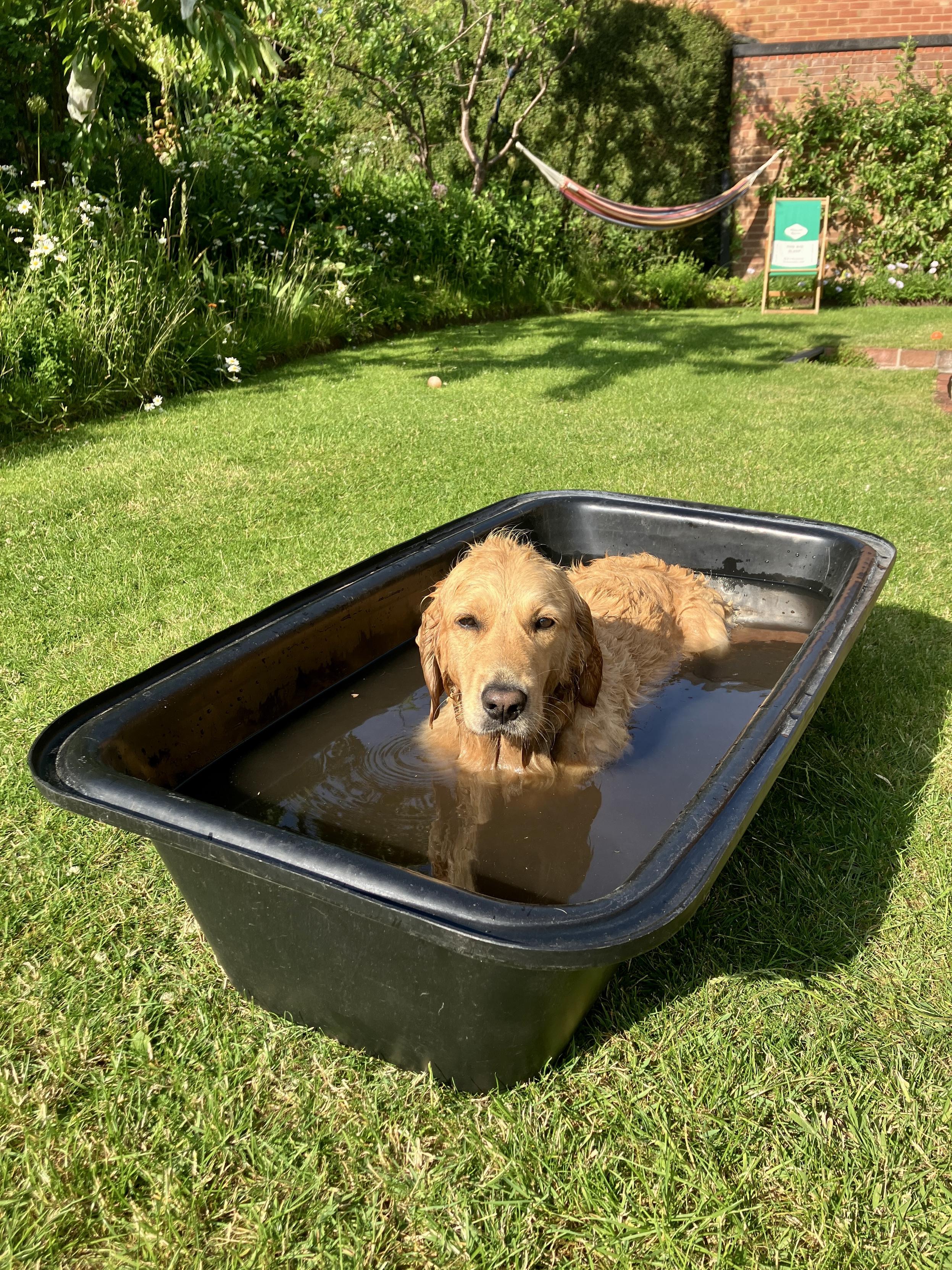 A golden retriever dog lays in a bath full of water in a lush, green garden — a hammock and deckchair in the background.