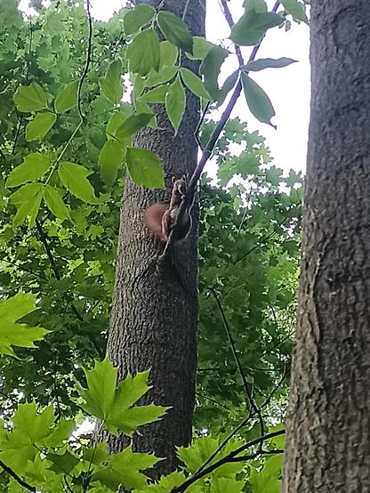 Ein rotbraunes Eichhörnchen klettert an einem Baumstamm hoch und hält sich an einem dünnen Ast fest. Es ist teilweise von grünen Blättern verdeckt. Rundherum stehen weitere Baumstämme und dichtes Laub, durch das helles Tageslicht fällt.
