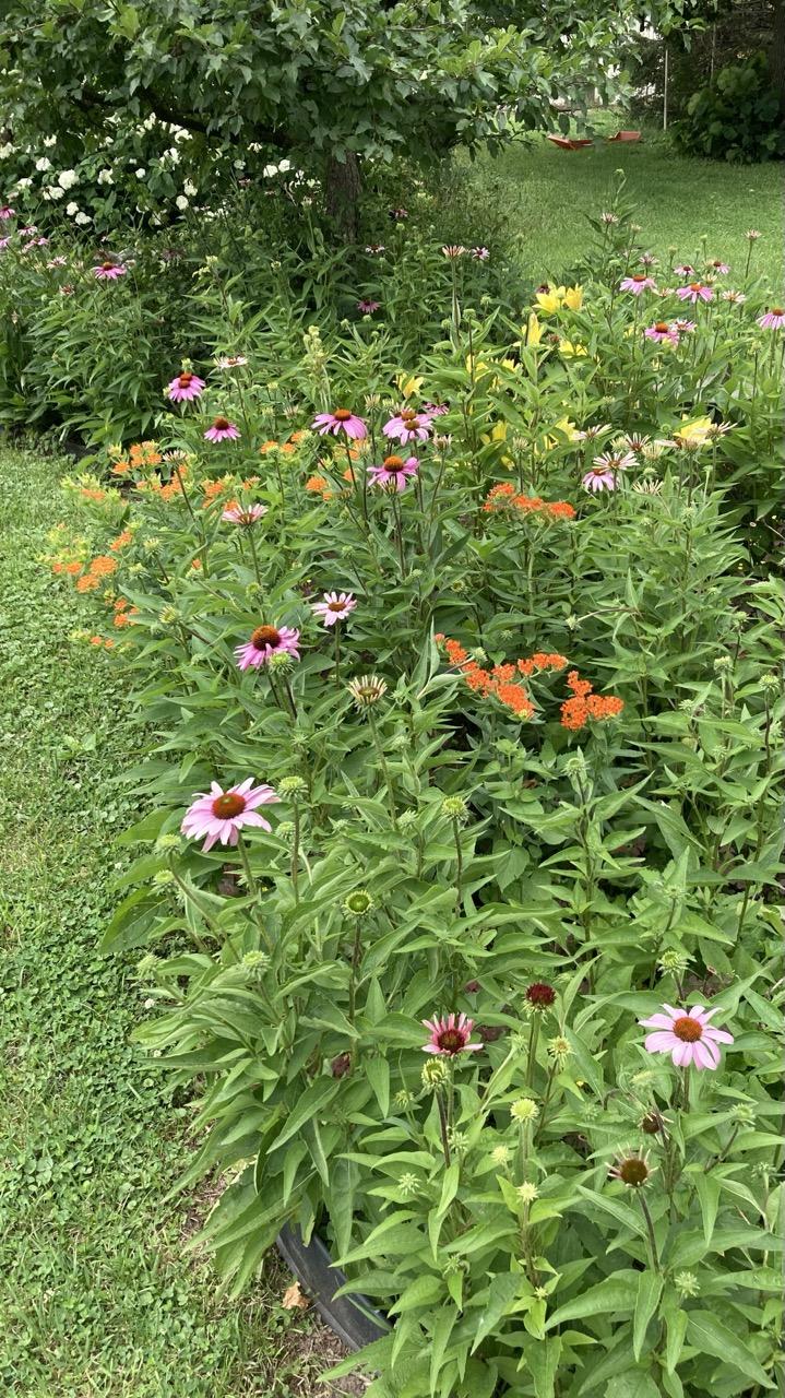 A longitudinal view of a perennial flowerbed.  Orange Butterfly Milkweed in 3 clumps.  Yellow lilies at the top right.  Purple coneflowers (1/3 of them blooming) scattered throughout.   The tallest plants are over 3 feet tall (1 m).