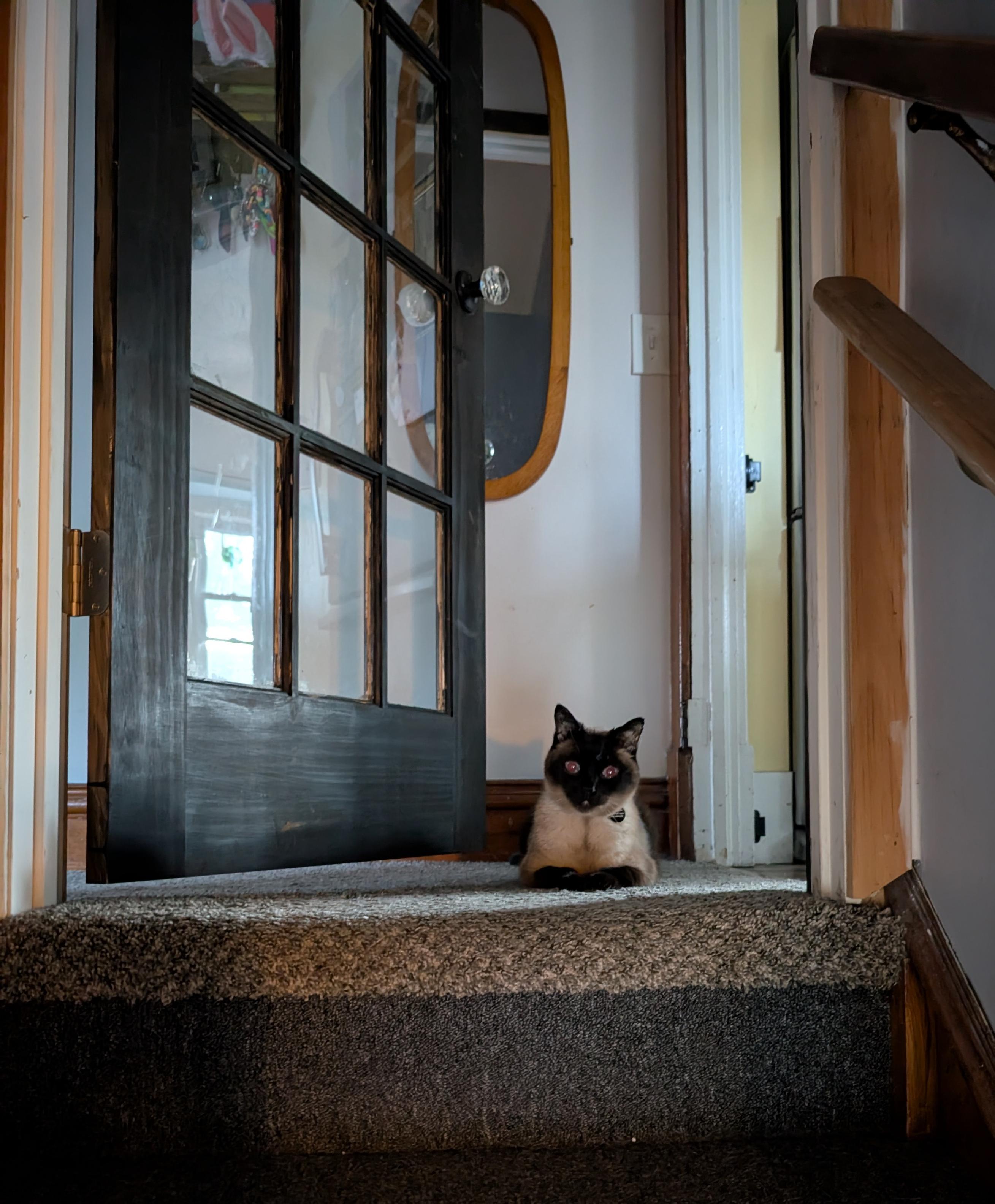 A dark staircase with an open door at the top. In the middle of the landing is a cat with dark paws, light tan body and very dark face. He’s staring straight at the camera