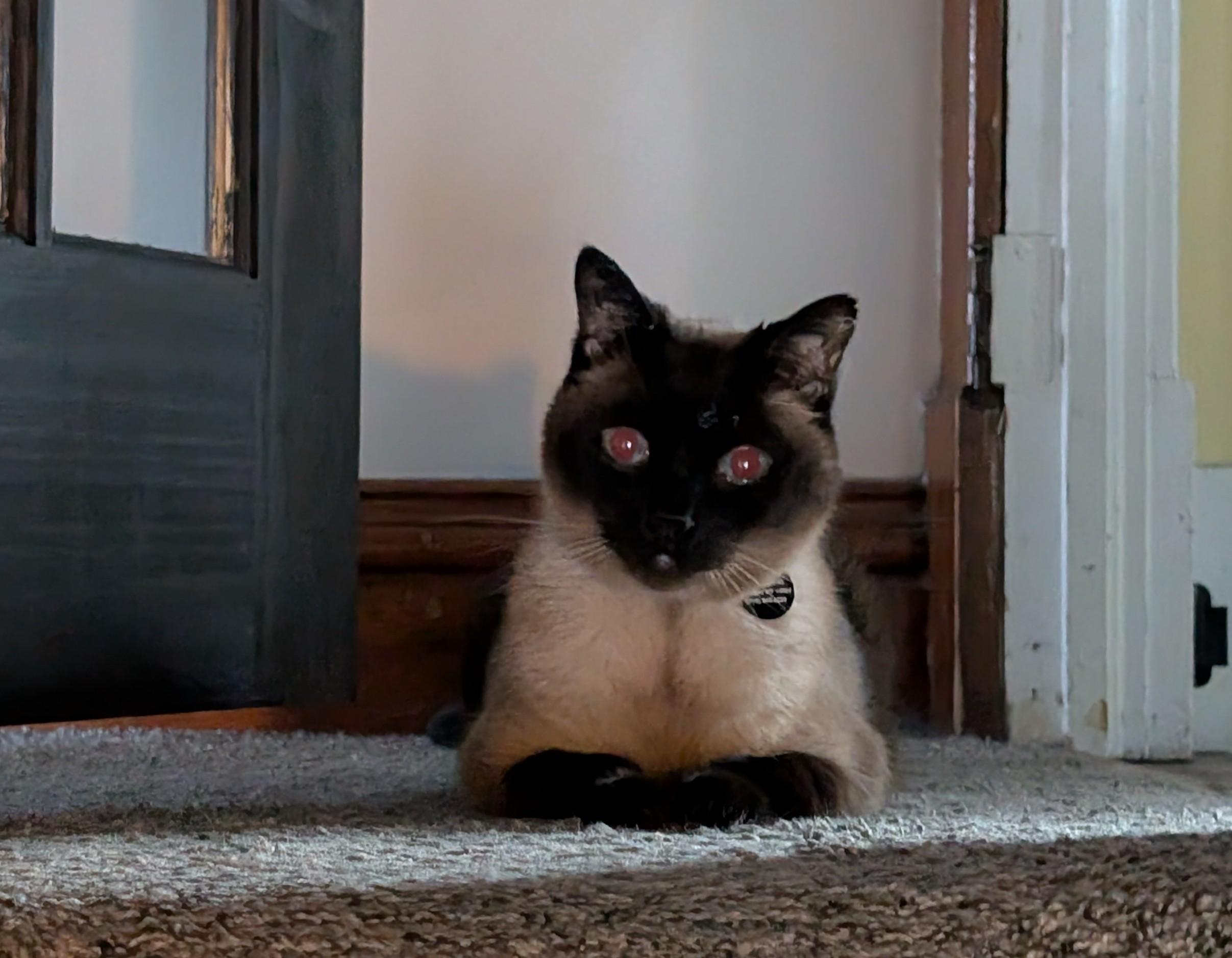 A closeup of the cat, staring at us like a weird alien. It could easily be interpreted as a menacing glare, but he’s really quite friendly if you give him an ear scratch.