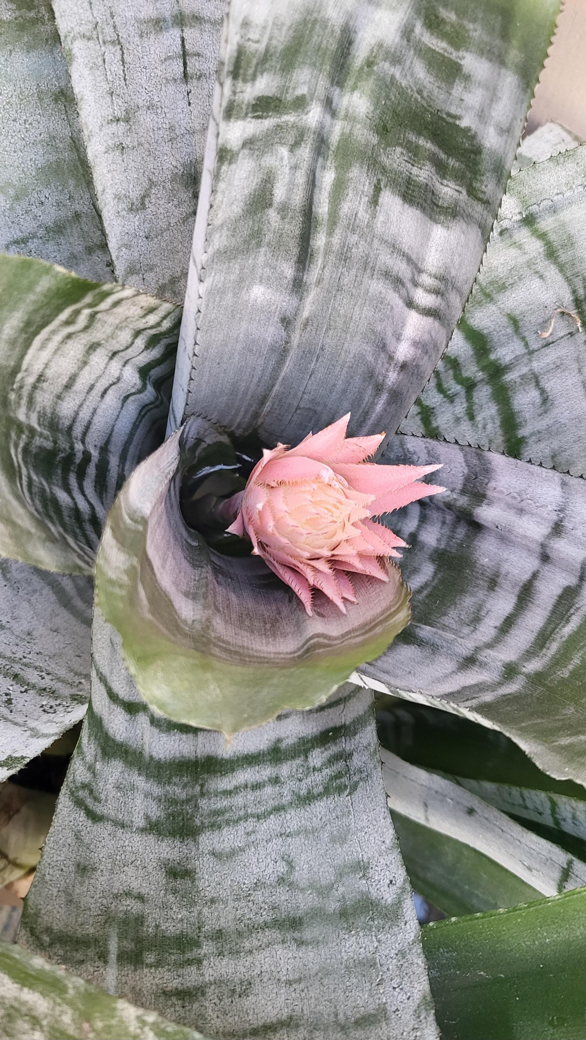 Aechmea fasciata with upcoming inflorescense.