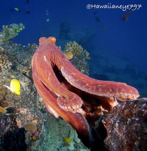 An octopus swimming over an ocean reef. It is colored a dull red - momentarily - and its tentacles flow from its body sweeping right. Small fish can be seen scattered in the photo.