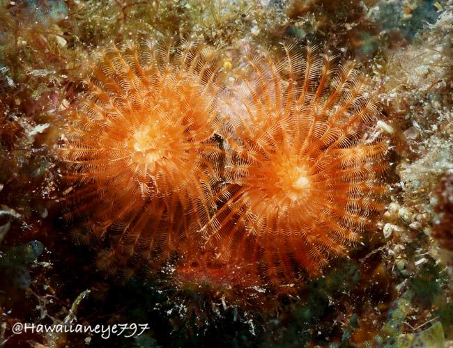 Two orange feeding and breathing apparatus of burrowing sea worms are visible on an ocean reef. The feathery structures radiate outward like the ribs of an umbrella and retract into the hard substrate of its host coral when an intruder moves nearby.